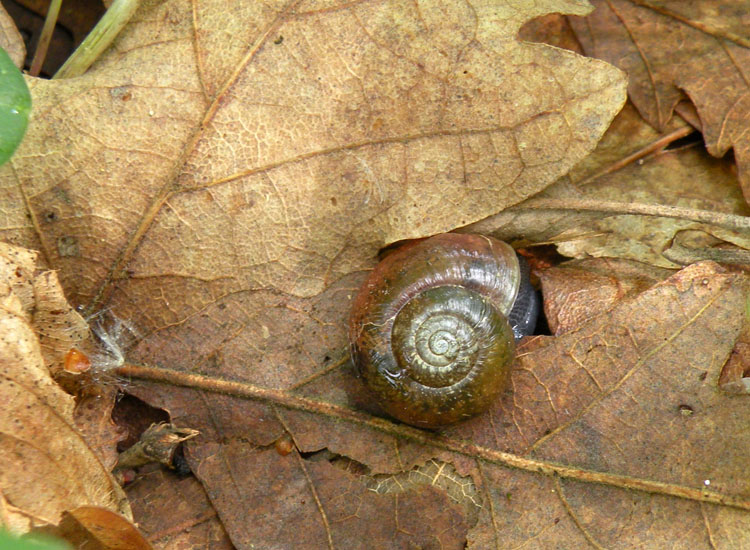 Se  un Oxychilus...